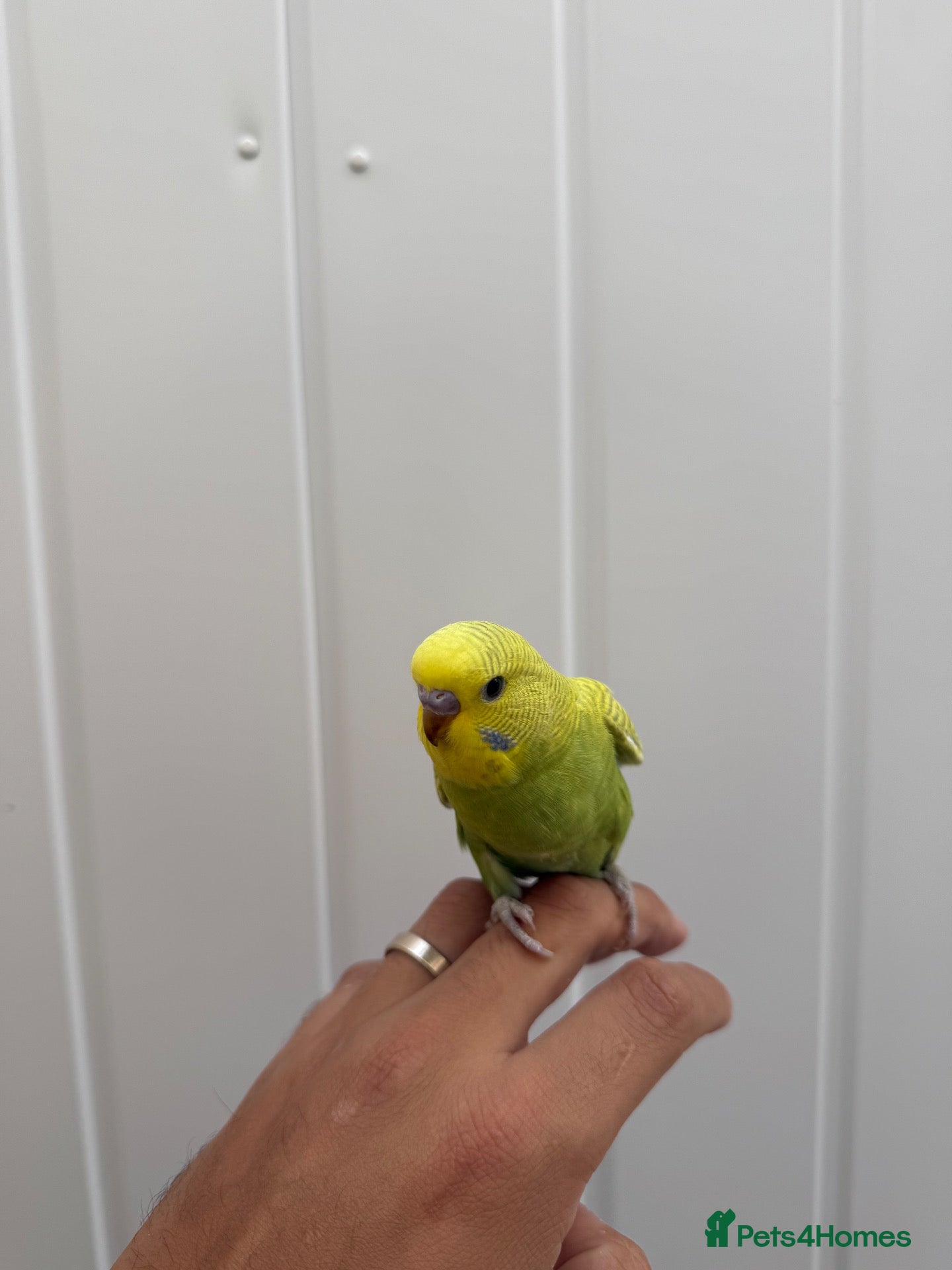 Budgerigars birds Two Beautiful Home Reared Baby Budgies 💚 - Advert 13