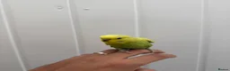 Budgerigars birds for sale: Two Beautiful Home Reared Baby Budgies 💚 in London - Advert 1