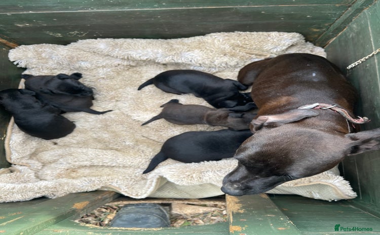 Patterdale Terrier dogs - Advert 1