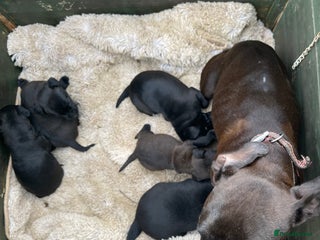 Patterdale Terrier dogs - Advert 1