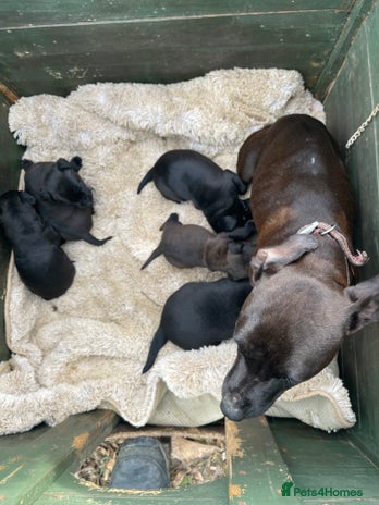 Patterdale Terrier dogs - Advert 1