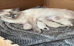 Ragdoll cats for sale: Ragdoll kitten - Image 5