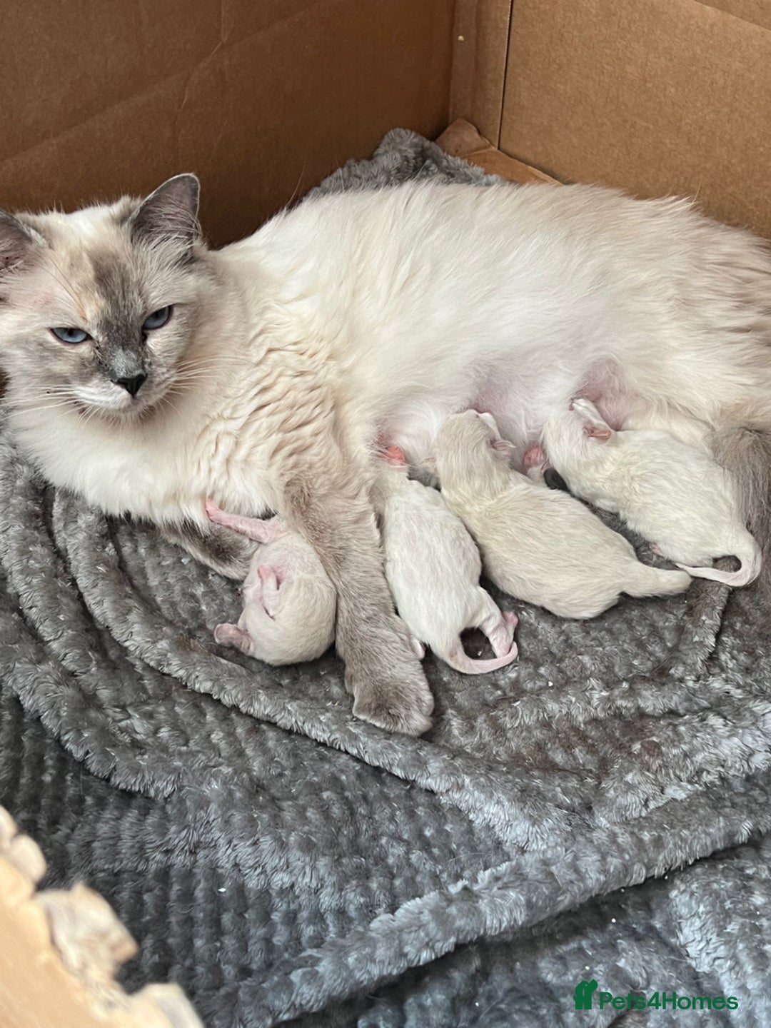 Ragdoll cats for sale: Ragdoll kitten - Image 5