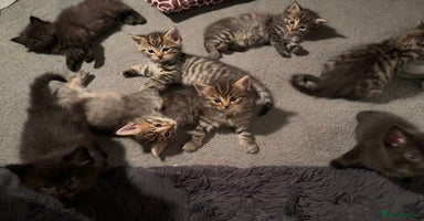 Mixed Breed cats - Advert 6