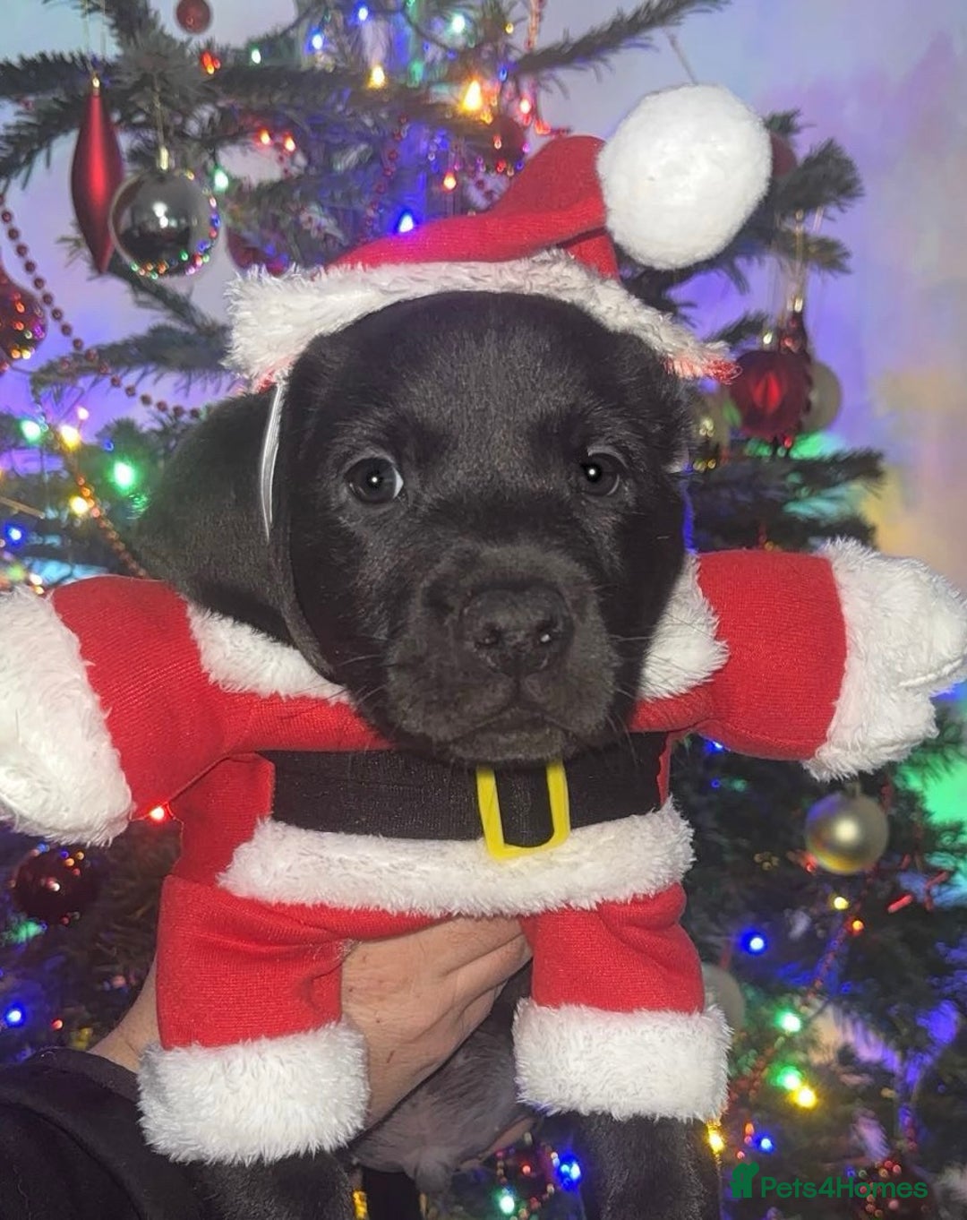 Labrador Retriever dogs for sale: 1 beautiful kc lab - Advert 2