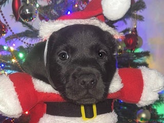 Labrador Retriever dogs 1 beautiful kc lab - Advert 18