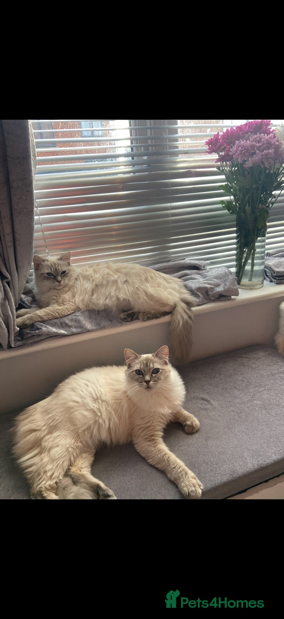Ragdoll cats 2 stunning ragdoll sisters - Advert 2