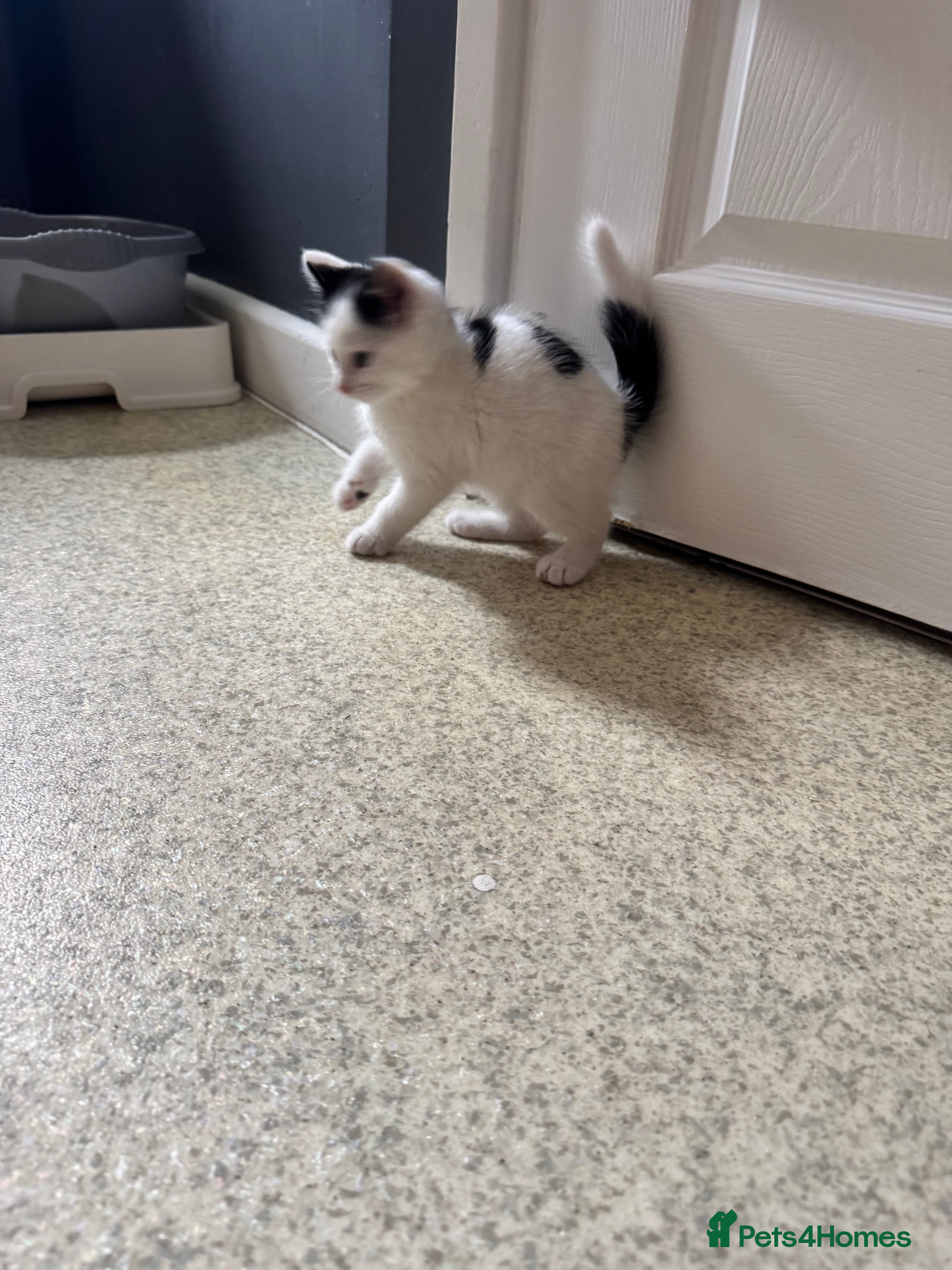 Mixed Breed cats for sale: Kittens for sale - Advert 11
