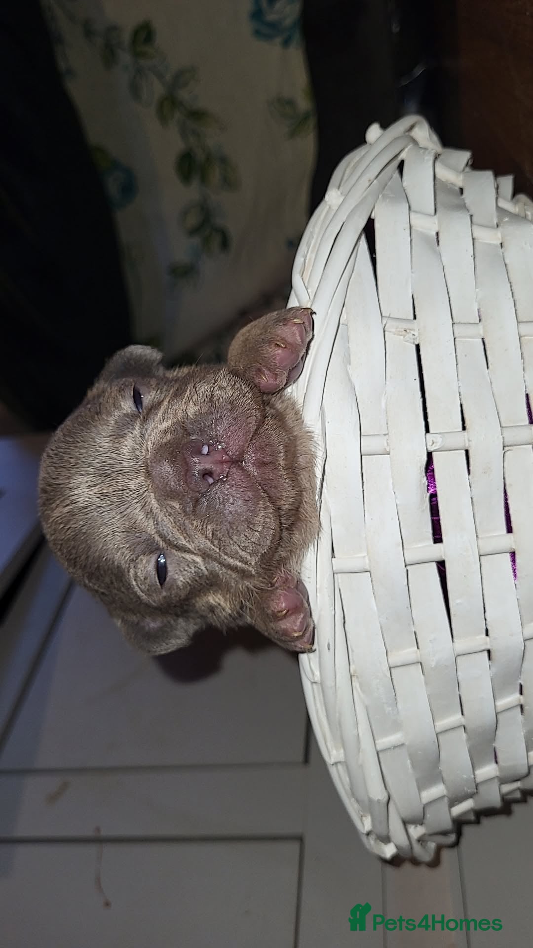 French Bulldog dogs for sale: Frenchie pups  - Advert 11