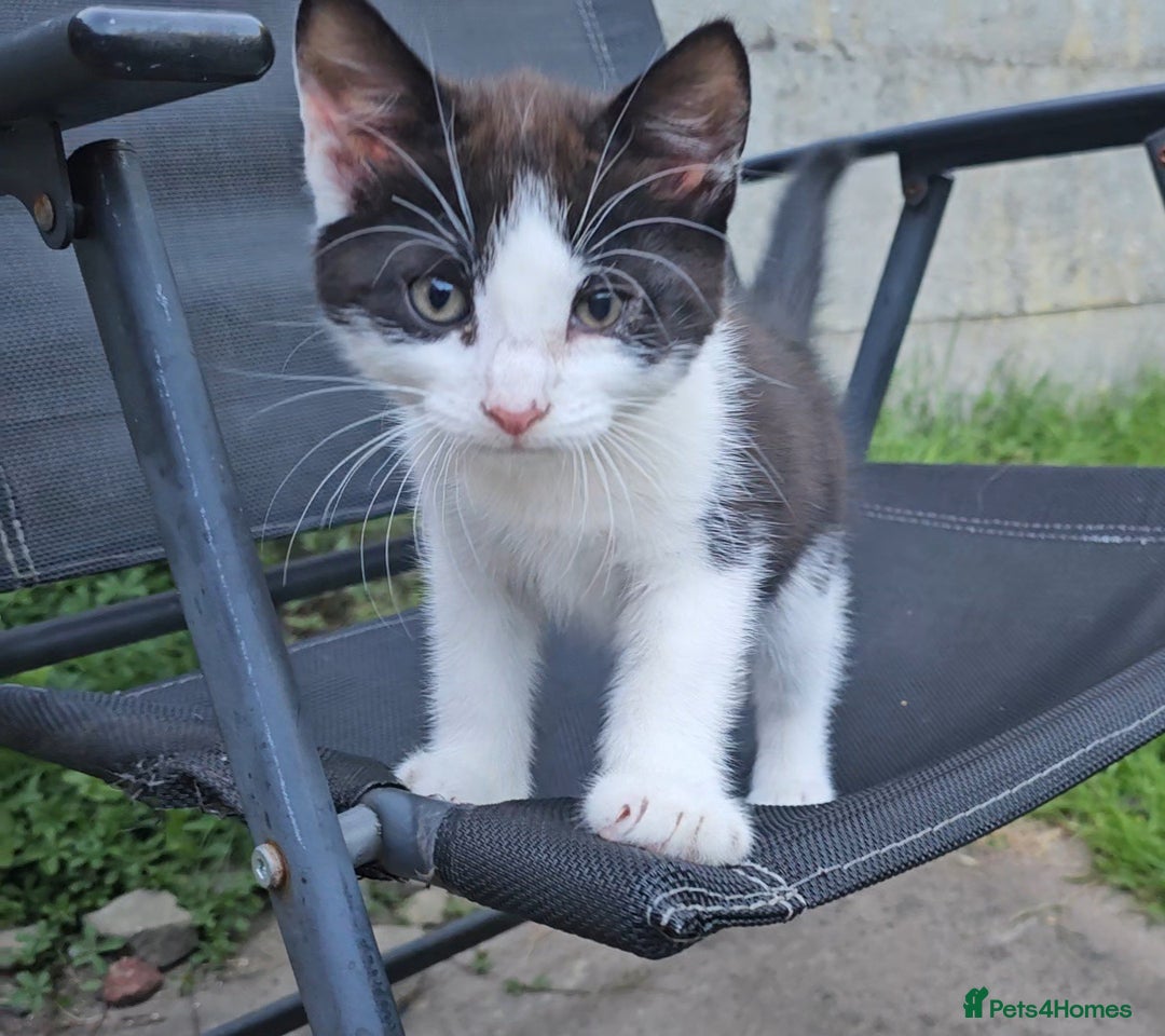 Mixed Breed cats for sale: Kittens  - Image 8