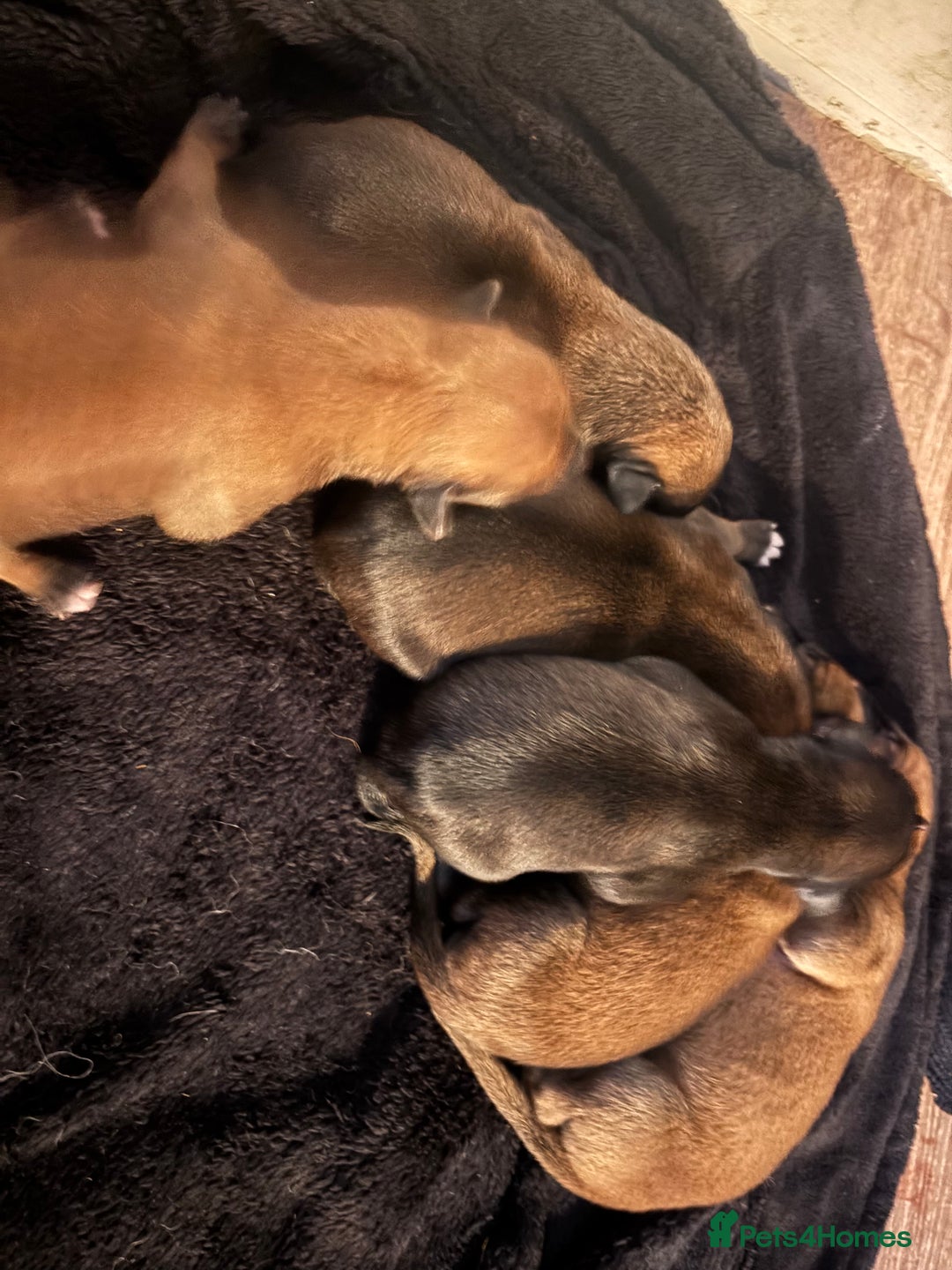 Mixed Breed dogs for sale: German shepherd x whippet  - Image 15