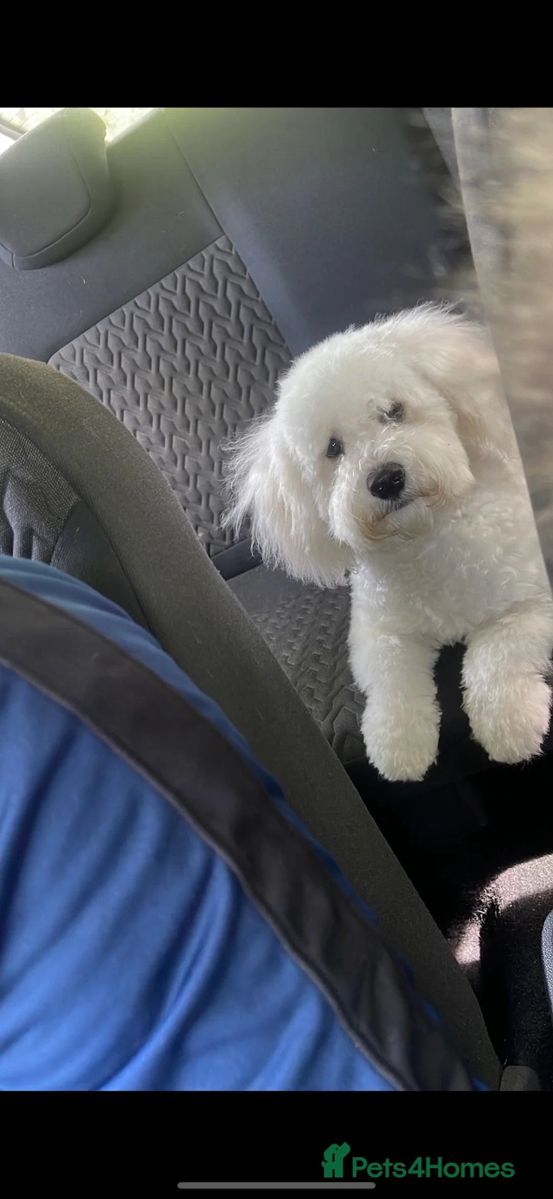 Bichon Frise dogs for stud: Purebred bichon frise for stud🐶 - Advert 1