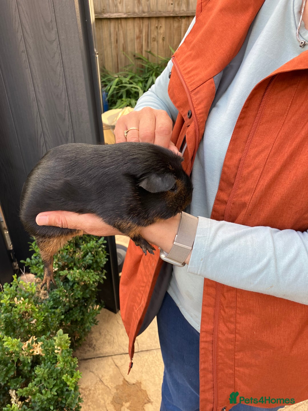 Guinea Pig rodents for sale: Purebred baby Black Tan guinea pig brothers - Advert 3