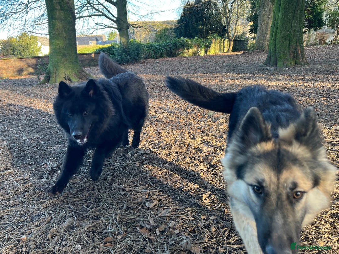 German Shepherd dogs for stud: Solid Black Long Coat German Shepherd Dog at Stud - Advert 24