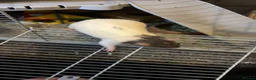 Rat rodents for sale: Remi. - Advert 2