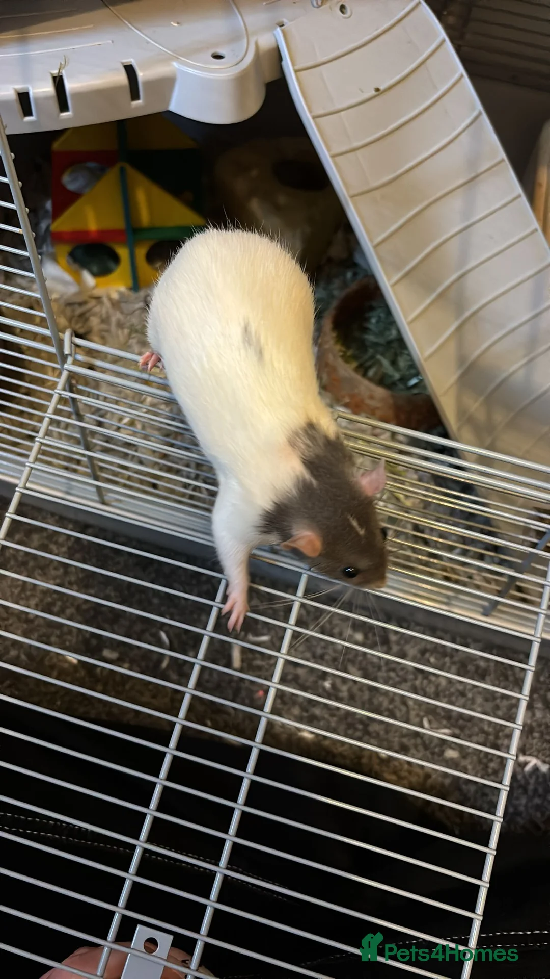 Rat rodents for sale: Remi. - Advert 2