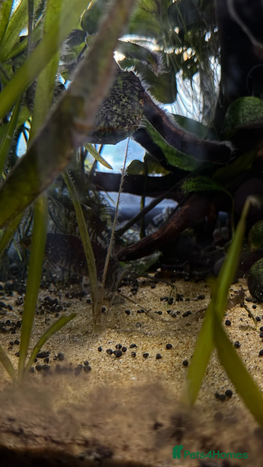 Discus fish for sale: Full set up for sale  in Margate - Advert 2