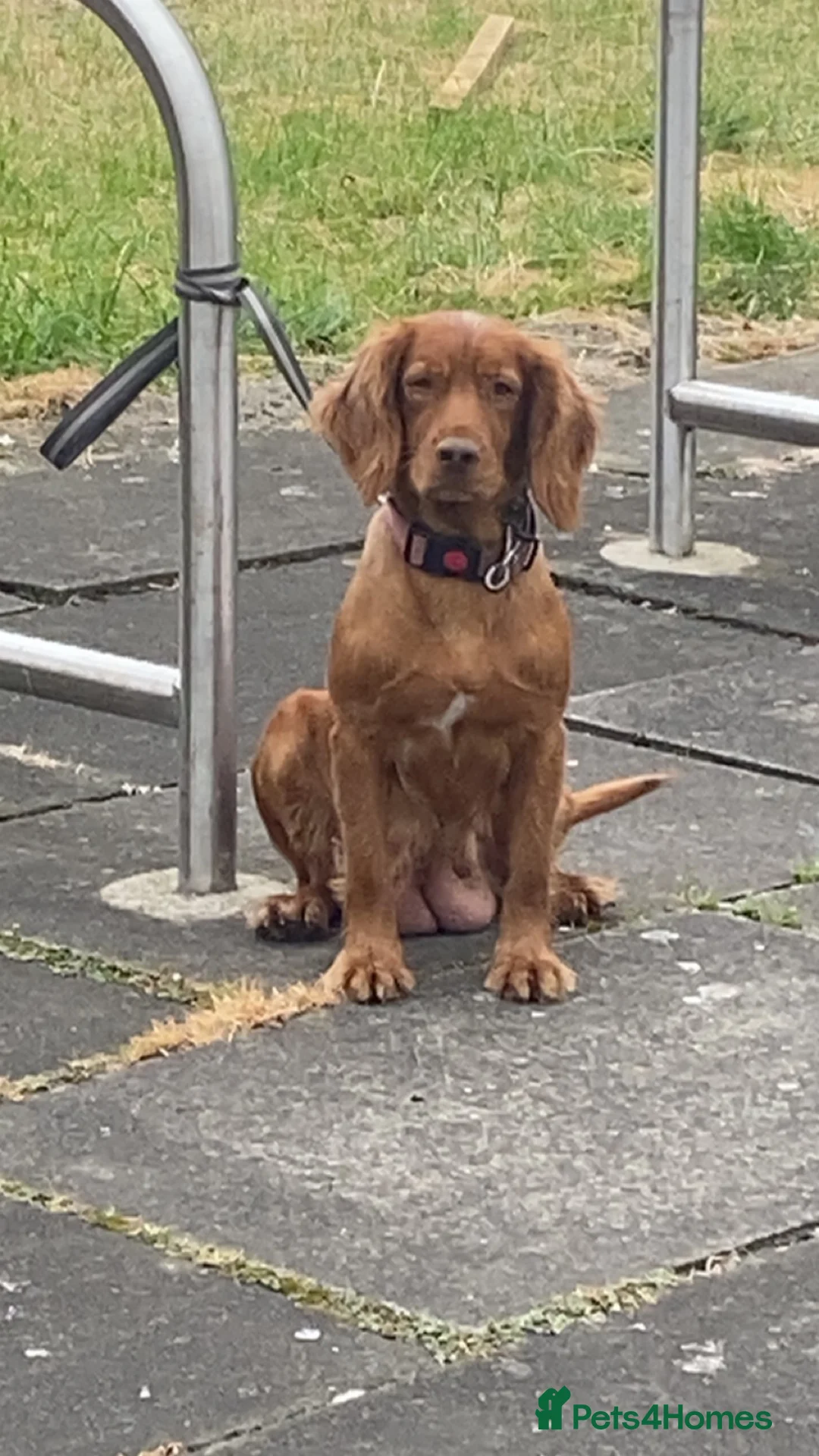 Cocker Spaniel dogs for sale: Adult cocker spaniel  - Advert 4