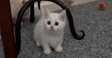Munchkin cats - Advert 6