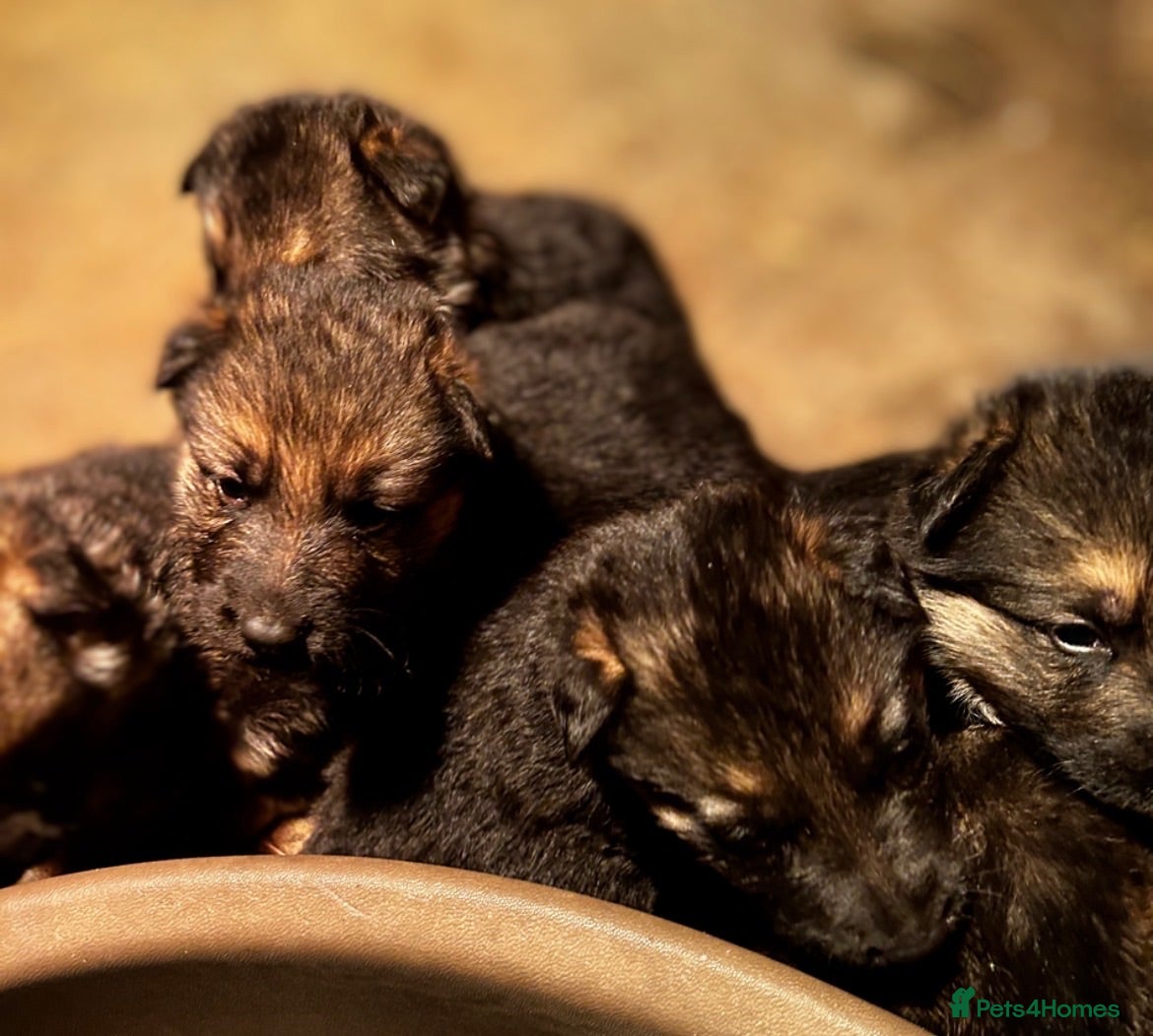 German Shepherd dogs old school shepherd puppies - Advert 13