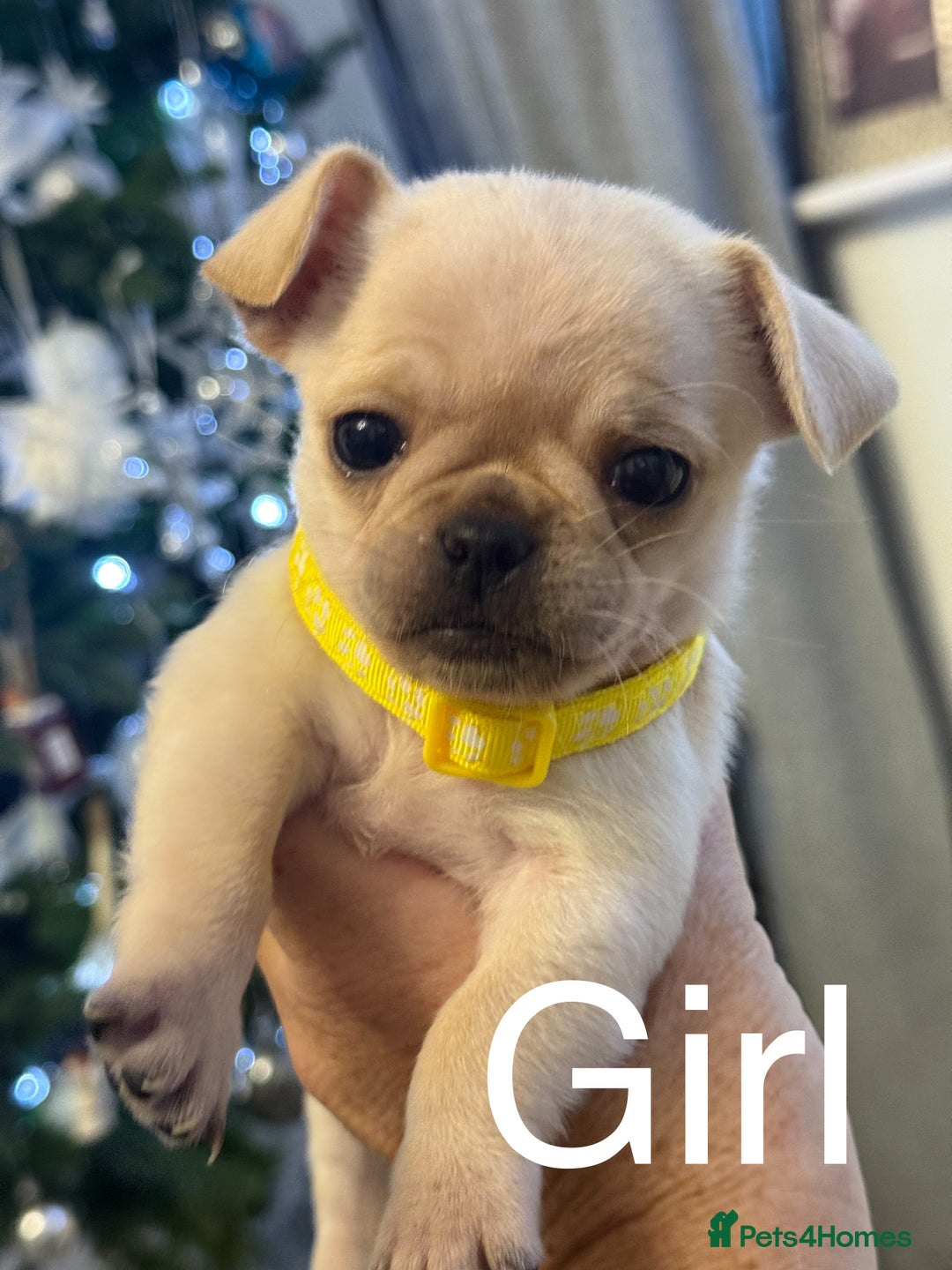 Mixed Breed dogs for sale: Chug/frug puppies for sale - Advert 2