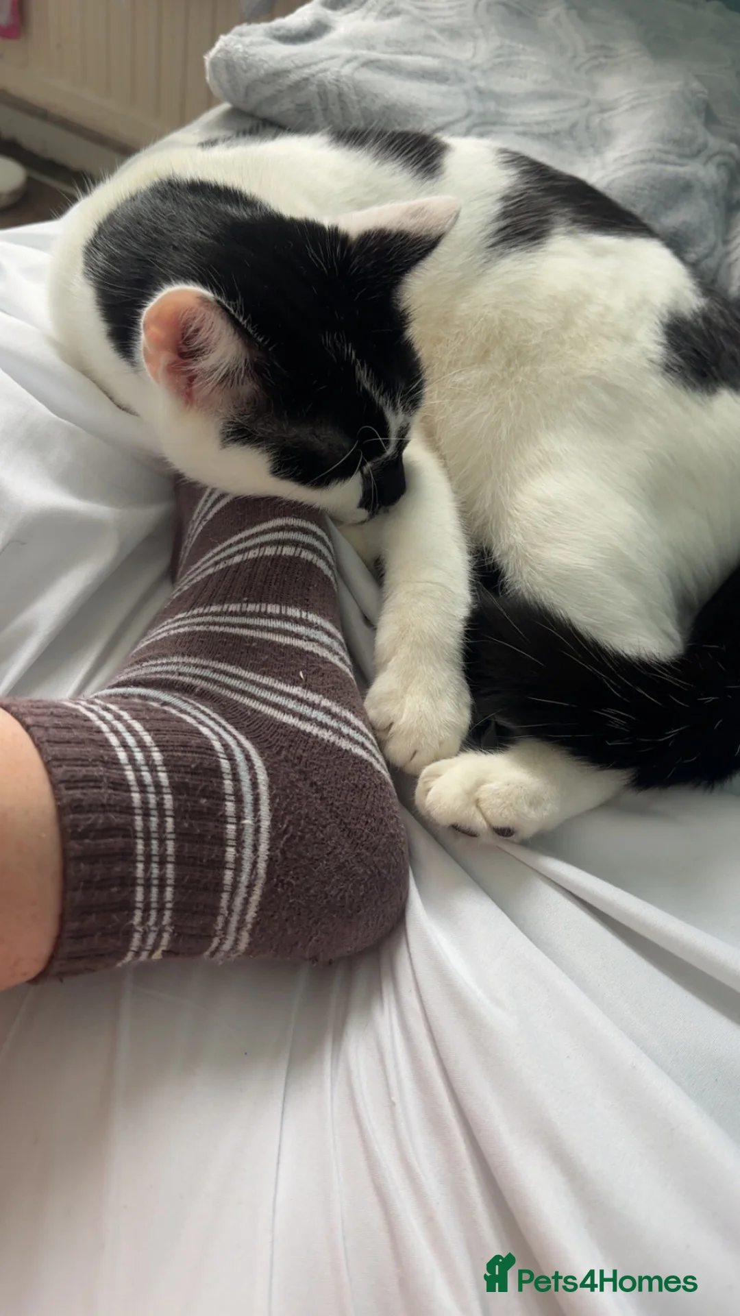 British Shorthair cats for sale: Chaos  in Weston-super-Mare - Advert 1