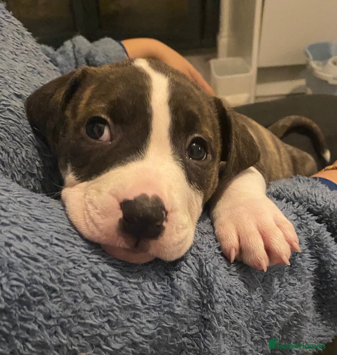 Mixed Breed dogs for sale: Scott American Bulldog Cross  - Advert 8