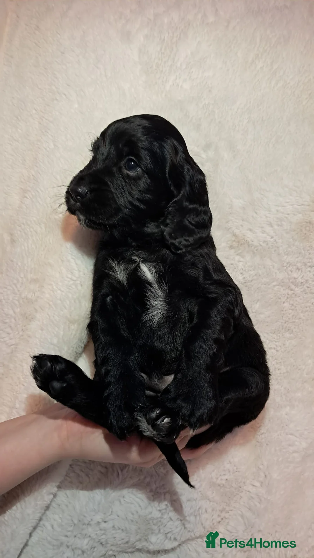 Cocker Spaniel dogs for sale: Adorable Cocker spaniel puppies  - Advert 11