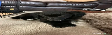 Cockapoo 4
