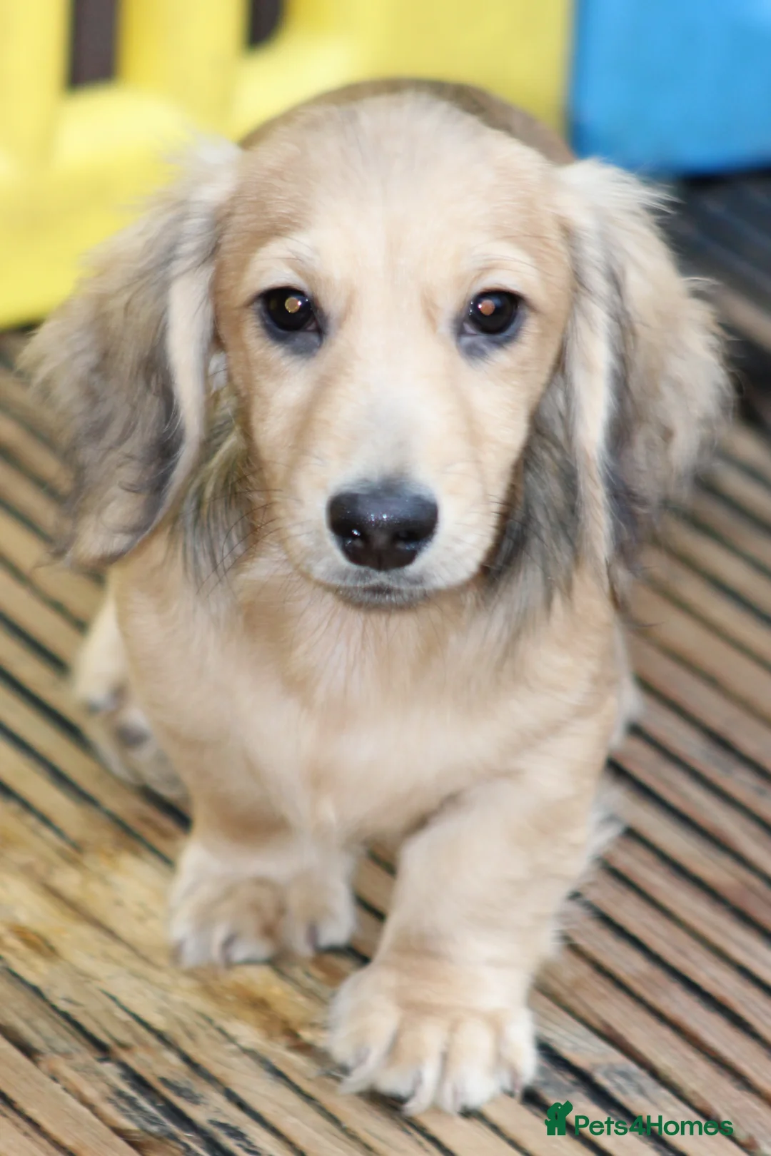 Miniature Dachshund dogs for sale: Cream  Long Hair  - Advert 13