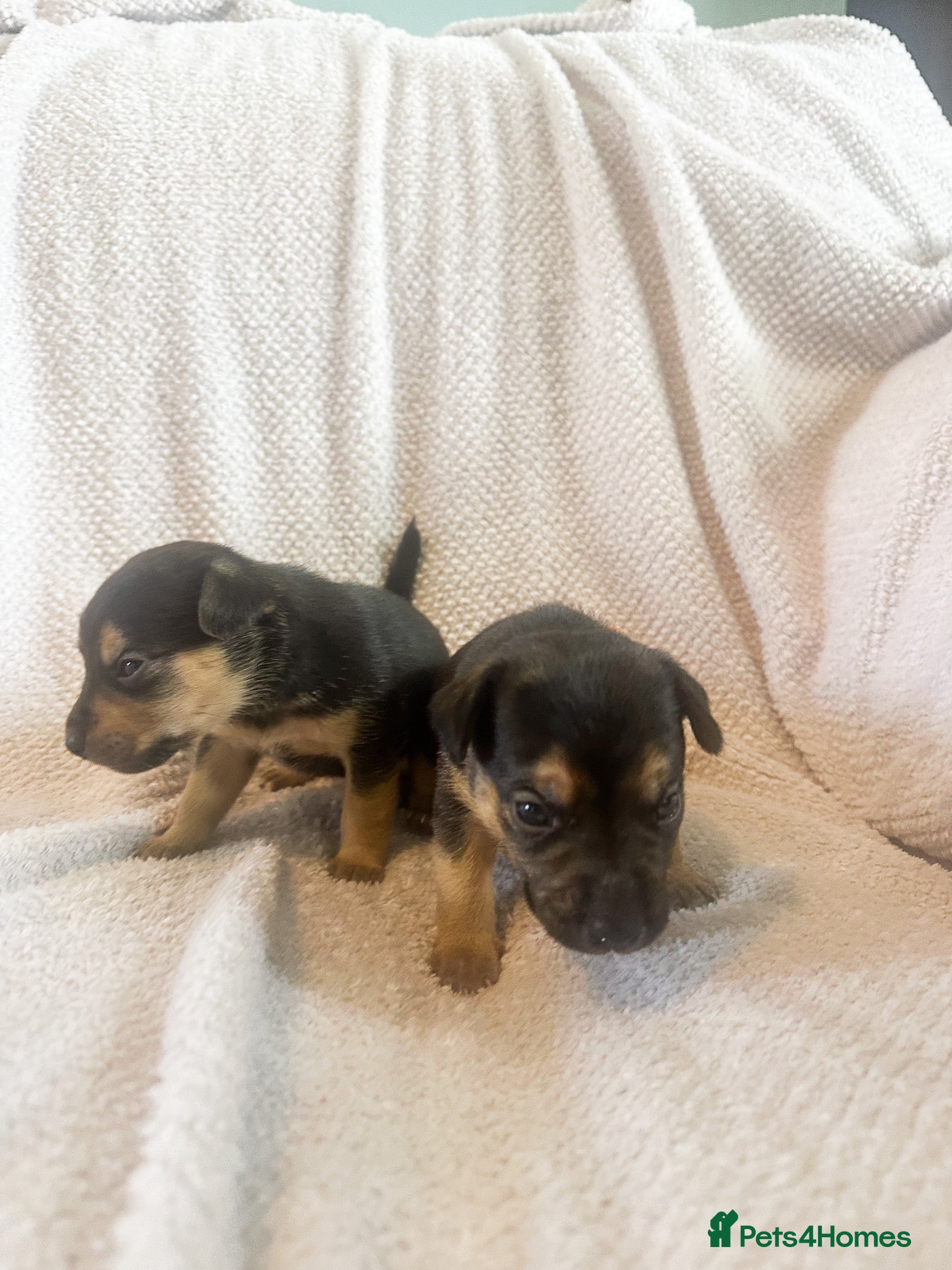 Mixed Breed dogs for sale: Patterdale X Lakeland Puppies for Sale in Letchworth Garden City - Advert 26