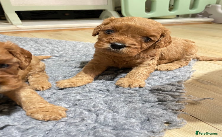 Cavapoo dogs in Doncaster - Advert 15