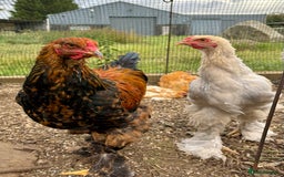 Chickens poultry for sale: Brahma Large Fowl Cockerels & Pullets - Image 6