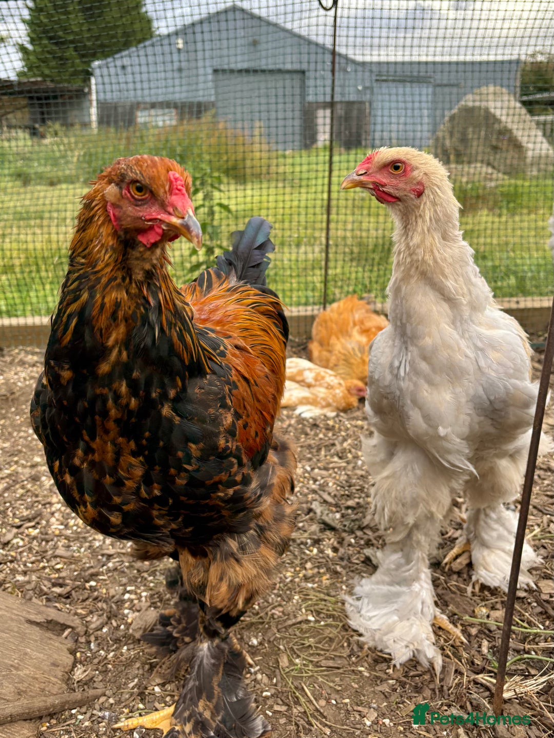 Chickens poultry for sale: Brahma Large Fowl Cockerels & Pullets - Image 6