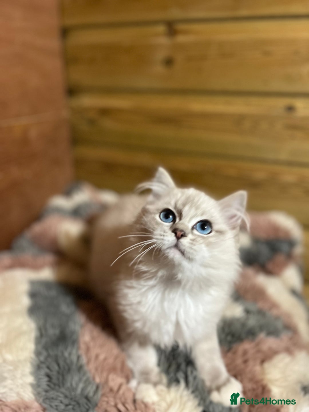 Ragdoll cats for sale: Tica Cherubim ragdoll kittens ready now  - Image 4