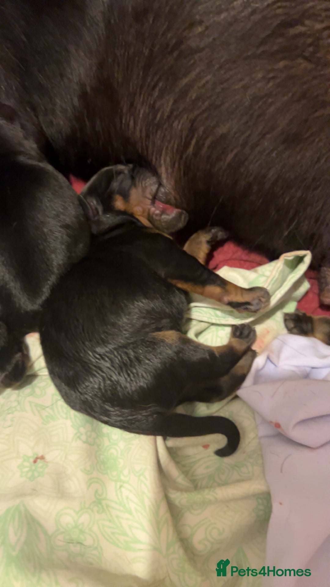 Rottweiler dogs for sale: Amazing litter of Rottweiler puppies  - Image 3