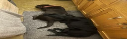 Labrador Retriever dogs for sale: Stunning yellow Labrador girl ready 11 July £1295 - Advert 10