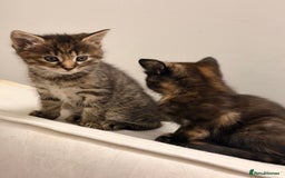 Mixed Breed cats for sale: Two female kittens for sale - Image 5