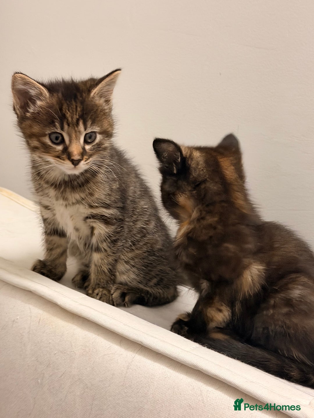 Mixed Breed cats for sale: Two female kittens for sale - Image 5