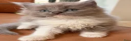 Ragdoll cats for sale: 🤍Exquisite 87.5% Ragdoll Kittens. Rare colours - Advert 8