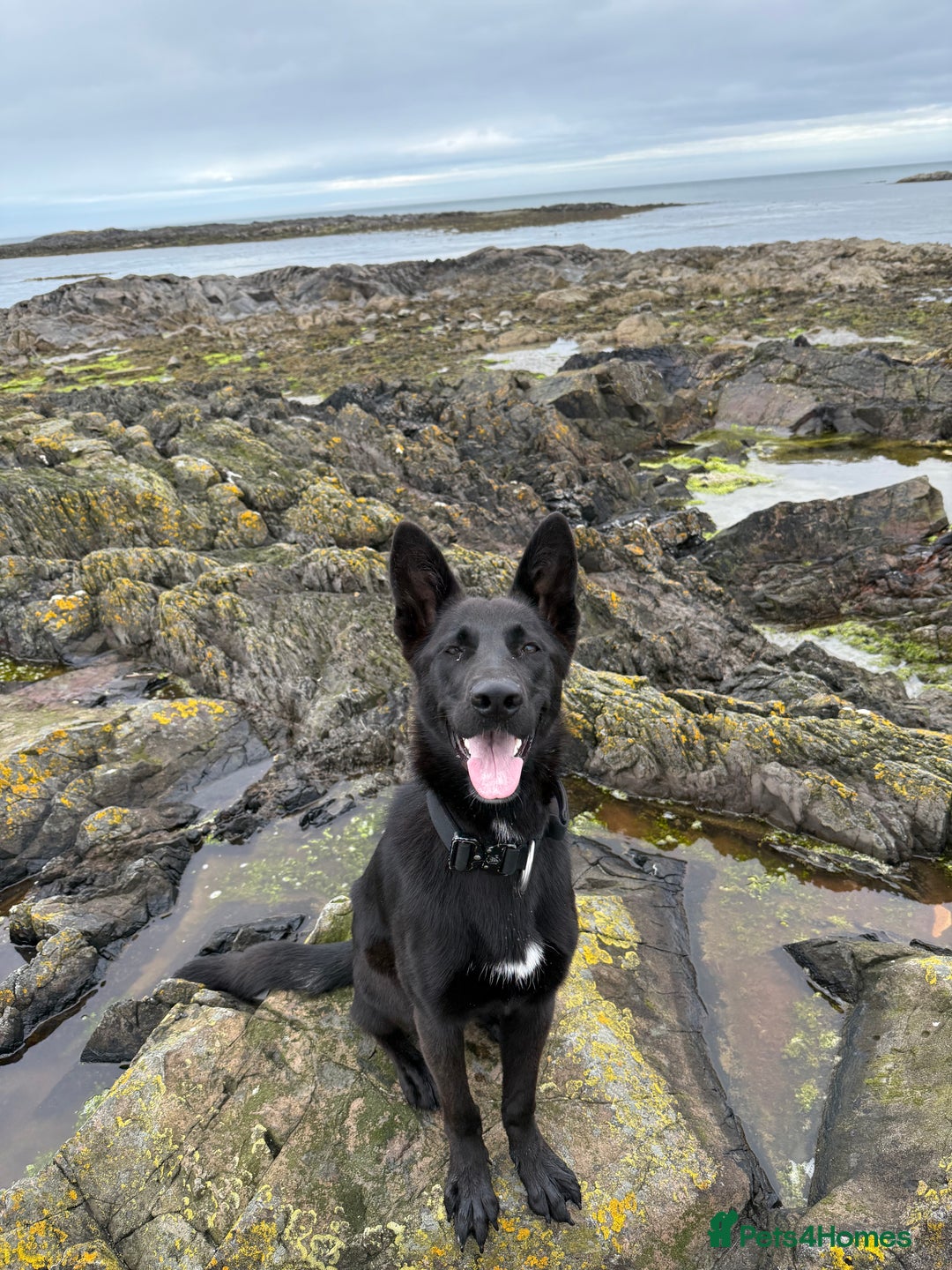 German Shepherd dogs for sale: German shepherd  - Advert 1