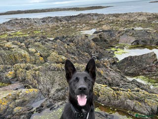 German Shepherd dogs German shepherd - Advert 1