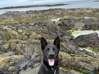 German Shepherd dogs German shepherd - Advert 2