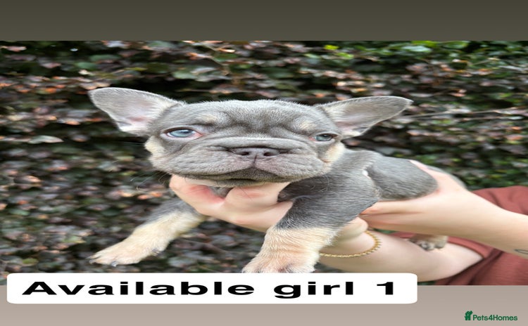 French Bulldog dogs - Advert 1