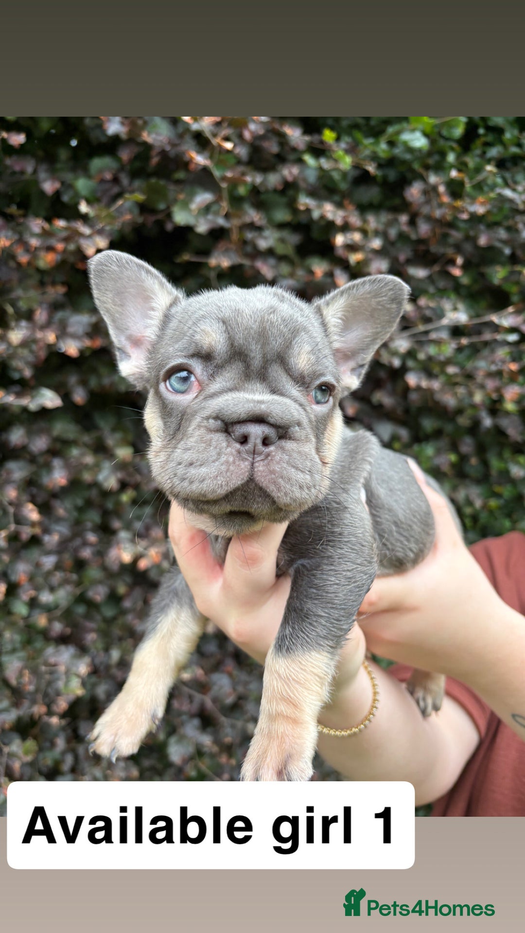 French Bulldog dogs for sale: 2 girls looking for forever home - Image 1