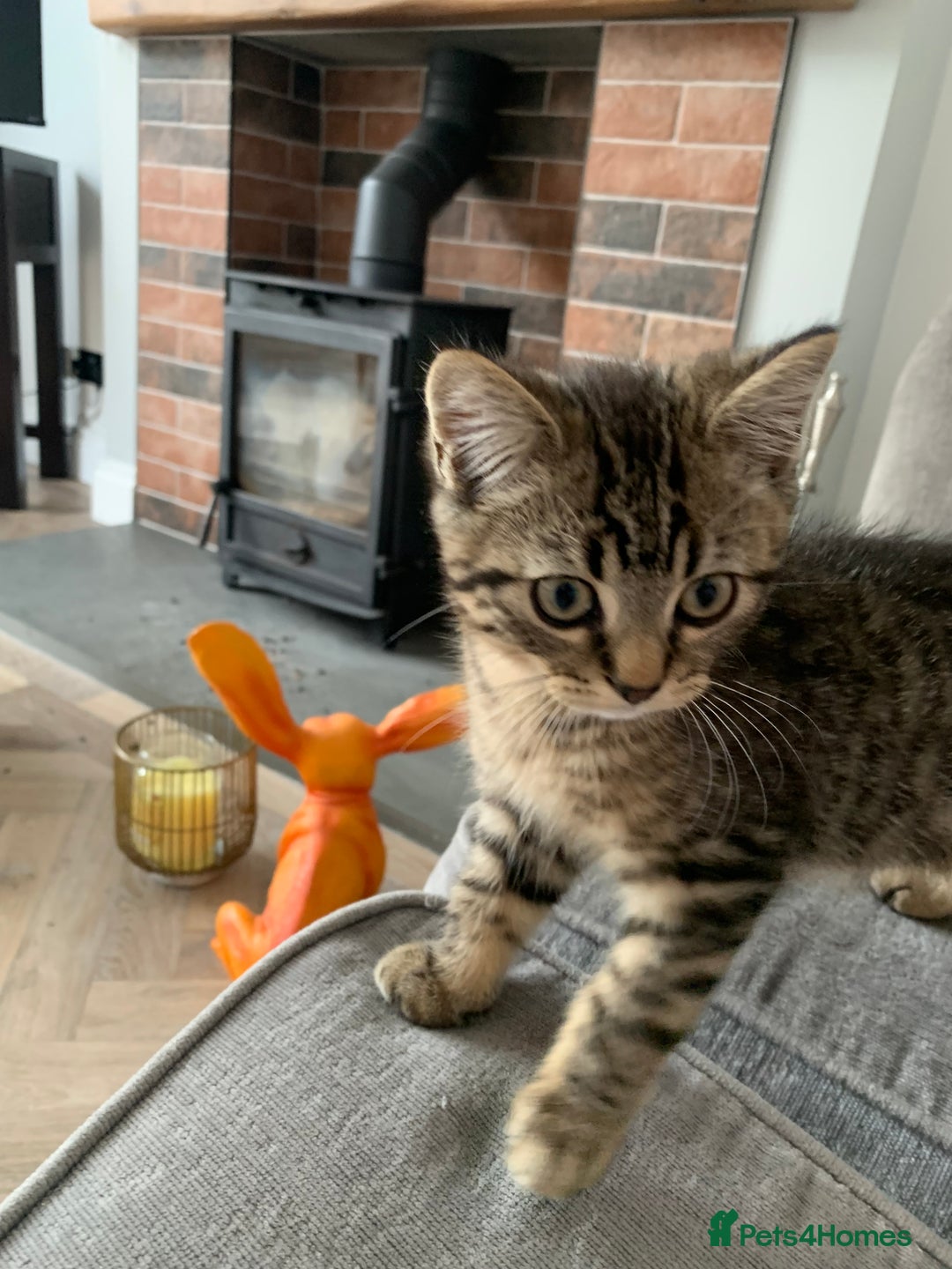 Bengal cats for sale: Looking for a Loving Home for our sweet kitten - Advert 2