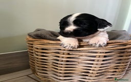 Sprocker dogs for sale: Sprockers  - Image 3