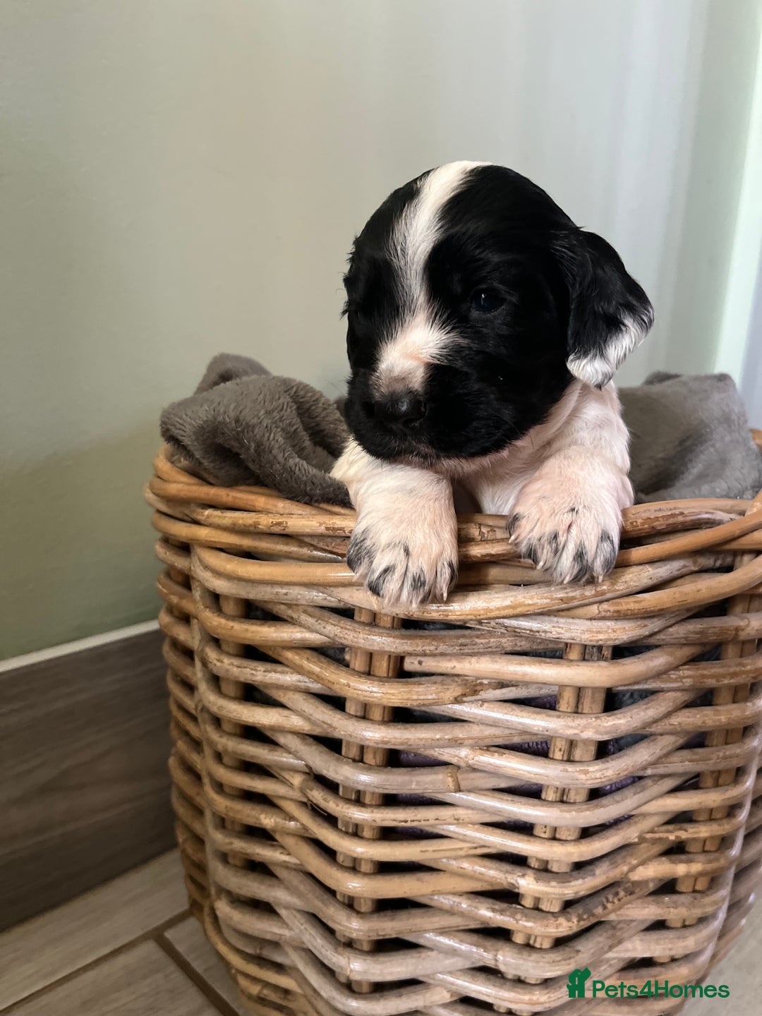Sprocker dogs for sale: Sprockers  - Image 3