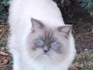 Ragdoll cats in Slough - Advert 3