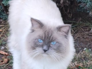 Ragdoll cats GCCF registered RAGDOLL STUD in Slough - Advert 1